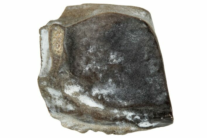 Fossil Dinosaur (Triceratops) Shed Tooth - Montana #324171